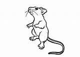 Rat Szczur Colorir Ratos Kolorowanki Rato Dzieci Cartoon Rats Bestcoloringpagesforkids Desenhos Fatos Curiosos sketch template