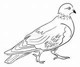 Pigeon Piccione Contour Pagina Coloritura Vettore Croquis Colomba Contorno Vecteur Découpe sketch template
