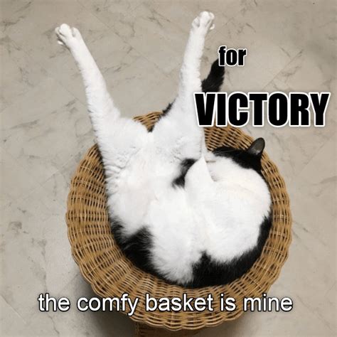 victory lolcats lol cat memes funny cats funny cat pictures  words