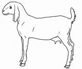 Goat Nubian Lineart F2u sketch template
