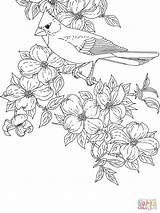 Coloring Cardinal Pages Dogwood Bird Printable Flower State Cardinals Flowering Bluebonnet Virginia Baseball Drawing Color Tennessee Orioles Carolina Mockingbird North sketch template