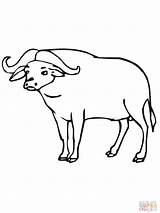 Drawing Carabao Coloring Buffalo Draw Pages Getdrawings sketch template