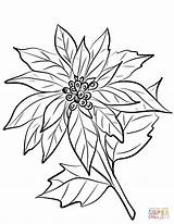 Disegnare Poinsettia sketch template