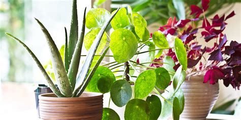 8 benefits of indoor plants how houseplants improve your
