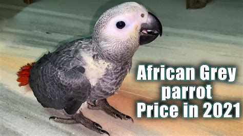 african grey parrot price    hindi youtube