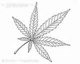 Marijuana Coloring Pages Leaf Pot Cannabis Adult Plant Printable Drawing Jane Mary Line Color Weed Tattoo Instant Colouring Herb Medicinal sketch template