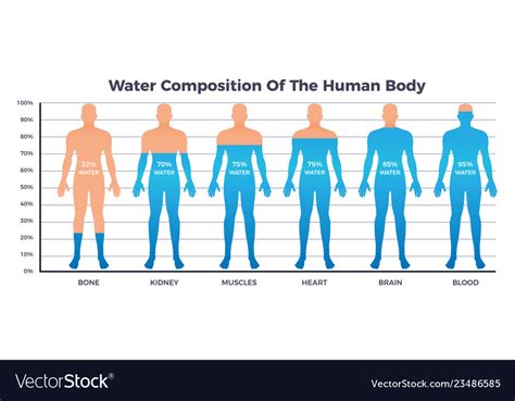 Body And Water Chart Royalty Free Vector Image