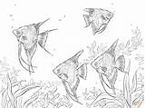 Coloring Freshwater Pages Fish Angelfishes Drawings Water Drawing раскраска Color Sea рыбы sketch template
