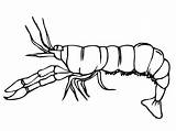 Louisiana Crawfish Shrimp sketch template