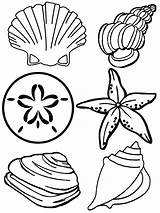 Coquillage Mer Seashell Danieguto sketch template