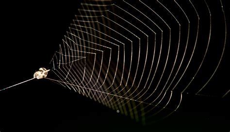 video clever spider uses its web like a slingshot to capture insects wired