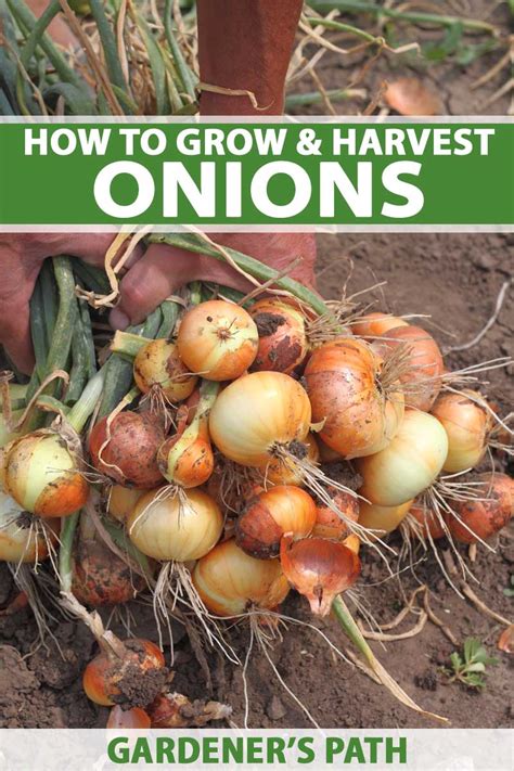 grow  care  onions gardeners path