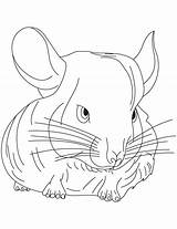 Chinchilla Coloring Pages Small Print Getcolorings Color Printable Kids sketch template