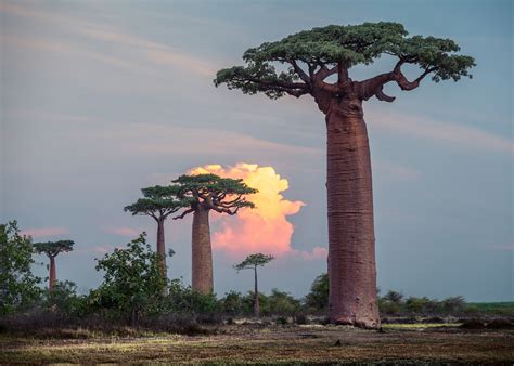 famously resilient baobab trees   dying  earthcom