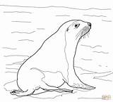 Sea Lion Coloring Australian Pages Drawing Supercoloring Color Printable Designlooter sketch template