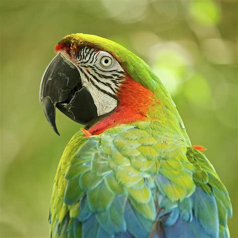 green parrot  green background photograph  roni delmonico