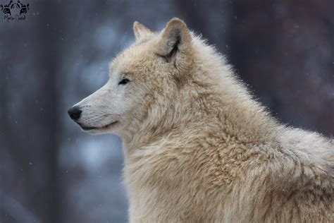 arctic wolf canis lupus arctos  hunkumbrella  deviantart