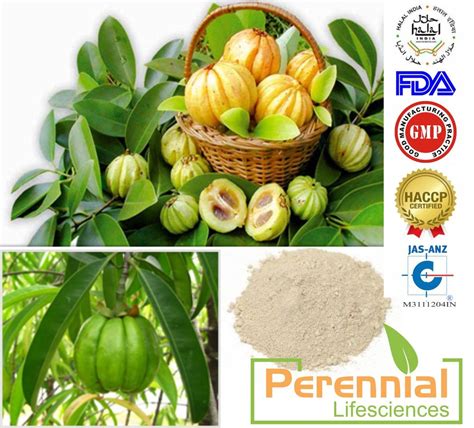 garcinia cambogia extract at best price in delhi by perennial