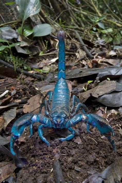 blue emperor scorpion one of the largest scorpion in the world i