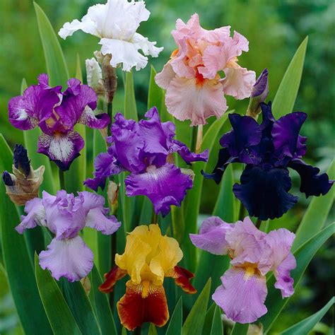 iris germanica tall bearded iris buy plants  pakistan