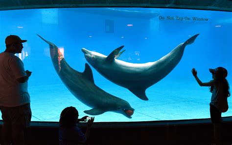 national aquarium  move dolphins   sanctuary   orlando