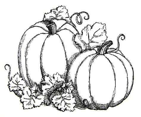 copyright  images google sogning pumpkin coloring pages fall