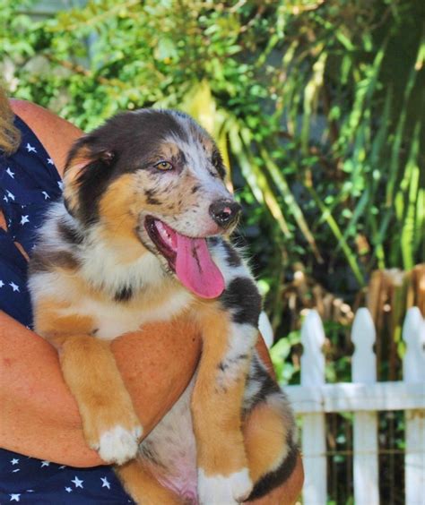 Shamrock Rose Aussies Update Available Puppies 7 29 15