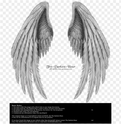 realistic angel wings side view  folded wings png image