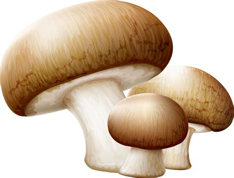 mushroom clipart edible mushroom picture  mushroom clipart