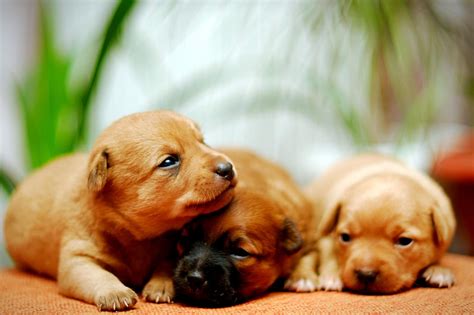 puppies puppy baby dog dogs  wallpapers hd desktop  mobile