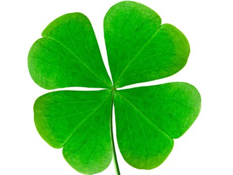 lucky leaves clipart