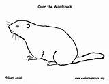 Woodchuck Coloring Exploringnature Sponsors Wonderful Support Please sketch template