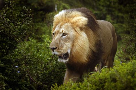study shows male lions  ambush style predators nature world news