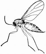 Gnat Clipart Gnats Fungus Coloring Pages Drawing Knat Drawings Clipartpanda 20clipart Etc Clip Clipground Exodus Strike Three Disgusting Pest Remove sketch template