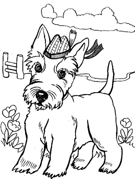 scottish terrier colouring page adult coloring pages  drawing