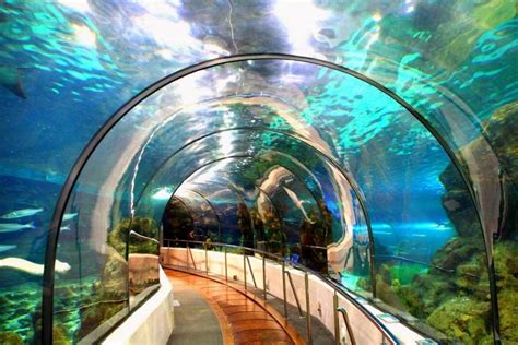 aquarium  barcelona places   places  travel travel destinations hotel  mauritius