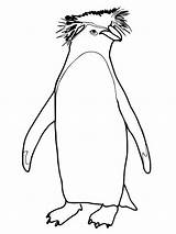 Pinguin Rockhopper Mewarnai Gentoo Marimewarnai Paud Kidsplaycolor sketch template