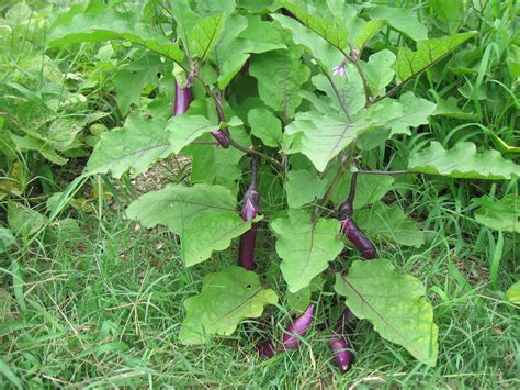 kentucky fried garden growing eggplants  aubergines   vegetable