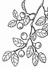 Blueberries Coloring Pages sketch template