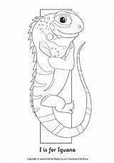 Iguana Colouring sketch template