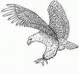 Coloring4free Eagle sketch template