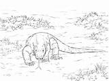 Komodo Dragon Coloring Pages Printable Walking Drawing Animals Lizard Monitor Categories sketch template