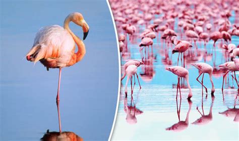 Why Do Flamingos Stand On One Leg Iconic Pose Explained