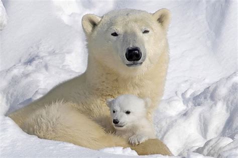 mommy  cub polar bears photo  fanpop