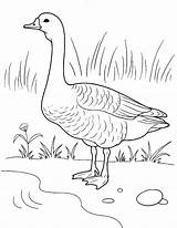 Goose Coloring Pages Animals sketch template