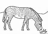 Zebra Coloring Pages Printable Kids Eating Coloring4free Print Grass Color Zebras Animal Sheets Animals Bestcoloringpagesforkids Related Posts Choose Board sketch template