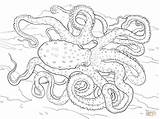 Coloring Octopus Pages Spotted Atlantic Animal Adult Adults Printable Ringed Blue Detailed Colouring Hard Realistic Sea Books Print Zentangle Drawings sketch template