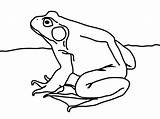 Bullfrog Coloring Frog Drawing Bull Raspberry Getcolorings Pi Pro Getdrawings Pages sketch template