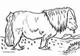 Shetlandpony Ausmalbilder Malvorlage Pferde Reiten Tiere Gestaltet Bildes öffnet Anklicken Wichtig Kindgerecht Dann sketch template
