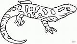 Coloring Salamander Newt Pages Spotted Yellow Drawing Lizard Printable Kids Eastern Color Drawings Colouring Animals Salamanders Template Clipart Salamandra Designlooter sketch template